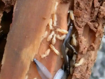 芮城白蚁防治公司分享装修防虫必修课：全屋白蚁预防，筑牢家居长期防护屏障